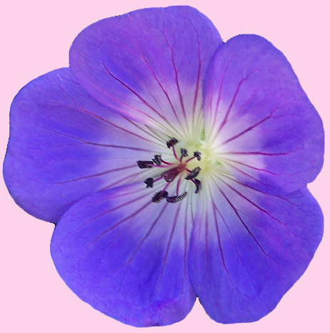 flower7
