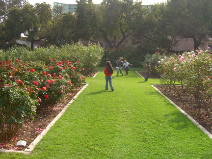 rose garden2